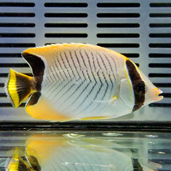 ヤリカタギ 6-8cm±!海水魚 チョウチョウウオ 15時までのご注文で当日発送(t114(t207