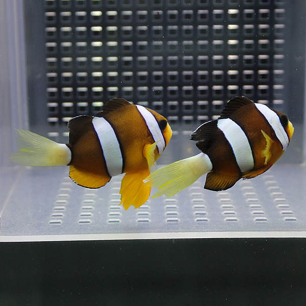 クマノミ【5匹】!  海水魚 クマノミ 餌付け 15時までのご注文で当日発送(t115