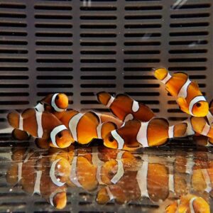 Group of orange clownfish with white stripes swimming together near the glass bottom of an aquarium, with their reflections visible on the surface.