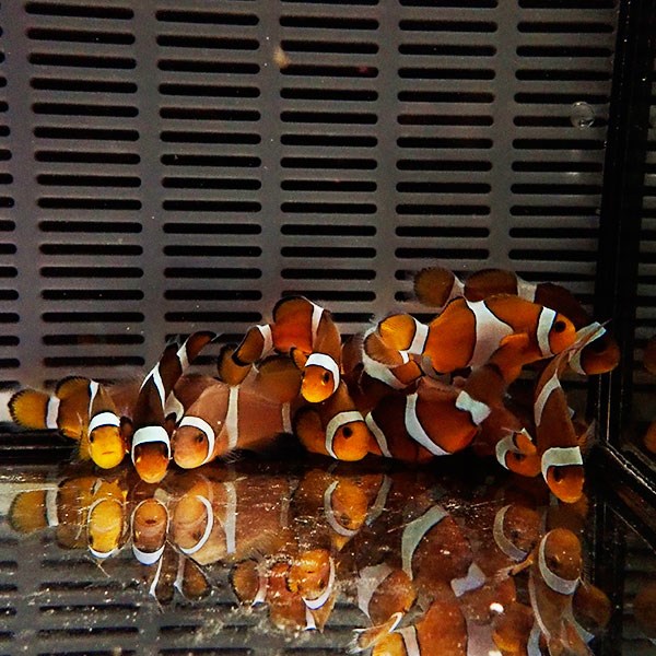 カクレクマノミブリード  3-4cm± 【1匹】 ! 海水魚 クマノミ 餌付け 15時までのご注文で当日発送(t115
