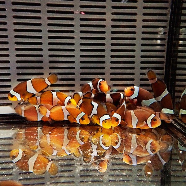 カクレクマノミブリード  3-4cm± 【1匹】 ! 海水魚 クマノミ 餌付け 15時までのご注文で当日発送(t115