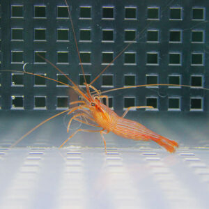 Orange shrimp with long antennae on a white perforated surface in a laboratory-like setting with a dark grid backdrop.