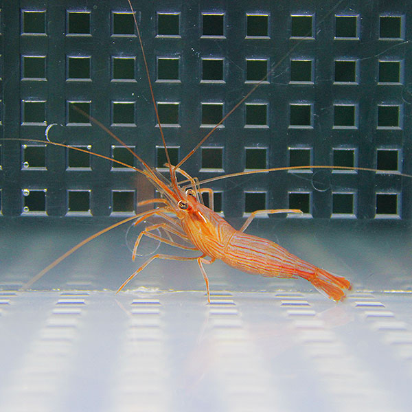 ペパーミントシュリンプ 1匹 4-5cm±! 海水魚 エビ カーリー対策【15時までのご注文で当日発送】(t129