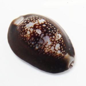 Glossy brown cowrie shell with white speckled pattern on a white background.