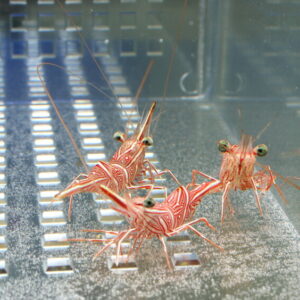 Three red-and-white striped shrimp cling to the glass of an aquarium, with long antennae and prominent eyes visible from outside the tank.