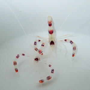 Transparent shrimp with red-banded legs floating in a pale, clear tank.",