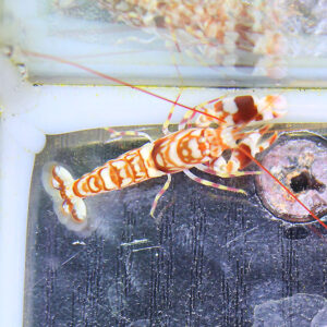 Orange-and-white ornate mantis shrimp perched on the edge of an aquarium tank, antennas extended.