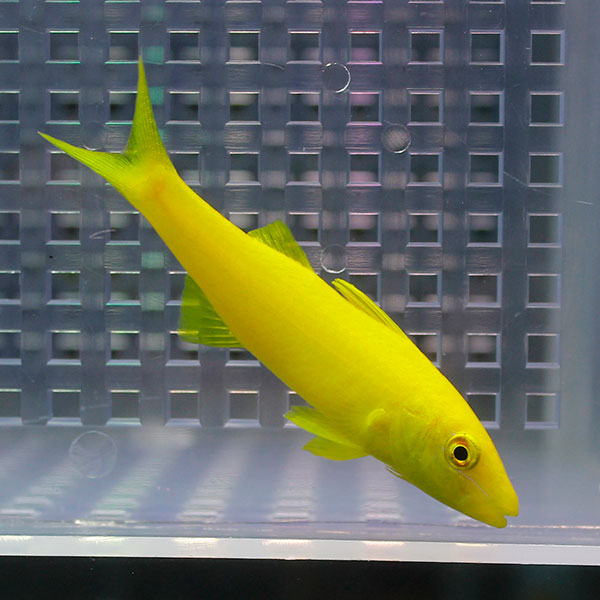 マルクチヒメジ 6-8cm± ! 海水魚 ヒメジ (t121