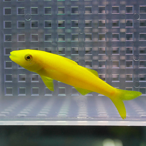 マルクチヒメジ 6-8cm± ! 海水魚 ヒメジ (t121