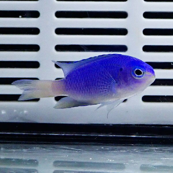 ソラスズメダイ 3-5cm±! 海水魚 スズメダイ 餌付け 15時までのご注文で当日発送(t117