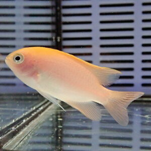 Pink freshwater fish with a pale belly swimming in a glass aquarium.