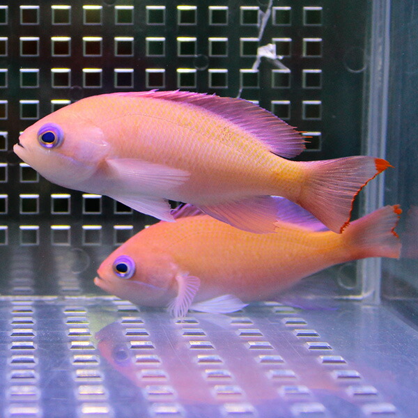ケラマハナダイ  5-7cm±! 海水魚 ハナダイ 【ハナダイ】15時までのご注文で当日発送(t118