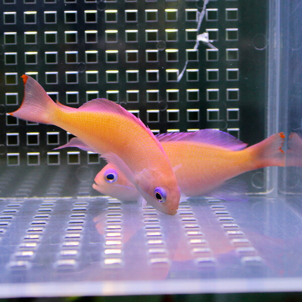 ケラマハナダイ 4-5cm±【1匹】!海水魚 ハナダイ 【ハナダイ】15時までのご注文で当日発送(t118