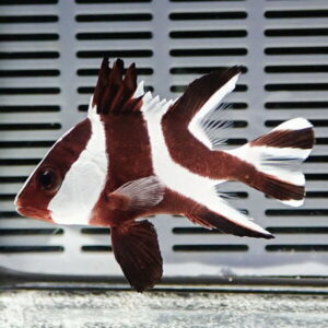 Brown-and-white banded tropical fish swimming in an aquarium background with slotted panels behind it.