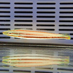 Elongated orange-striped fish swimming in an aquarium with a vented blue-gray background above a reflective surface.