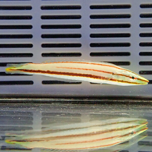 シロタスキベラ 5-7cm±! 海水魚 ベラ 15時までのご注文で当日発送【ベラ】(t118