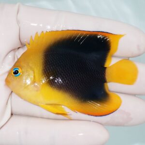 Small yellow and black tropical fish held in a gloved hand, showing a bright blue eye at the head region.