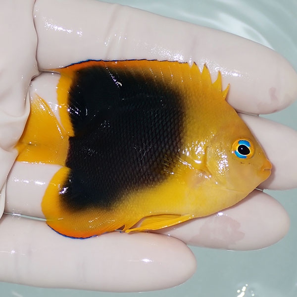 【現物1】ロックビューティー 7cm±!海水魚 ヤッコ 15時までのご注文で当日発送(t111