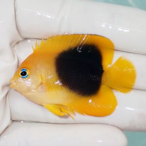 Orange-yellow tropical fish with a large black oval patch on its side, held by gloved hands.