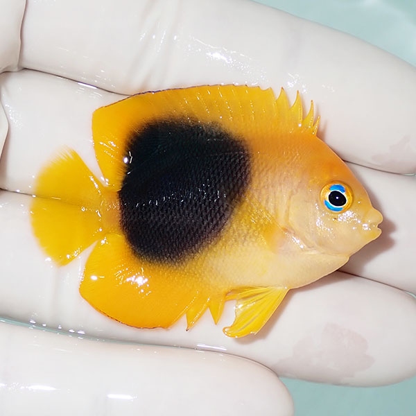 【現物2】ロックビューティー 5.2cm±!海水魚 ヤッコ 15時までのご注文で当日発送(t111