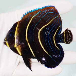 Black tropical fish with vivid blue and yellow stripes held by a gloved hand above a light background