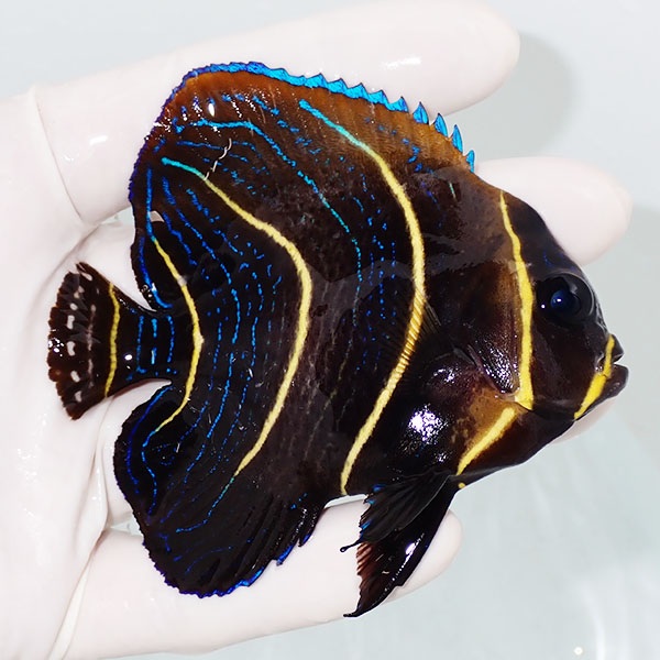 【現物2】粒エサOK コルテツエンゼル 8.5cm±!海水魚 ヤッコ 15時までのご注文で当日発送(t111