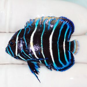 Blue-lined tropical fish with a black body and bright turquoise stripes held by gloved hands.