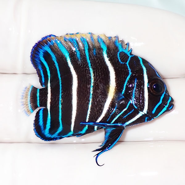 【現物13】粒エサOK アデヤッコ幼魚 4cm± !海水魚 ヤッコ 15時までのご注文で当日発送(t111
