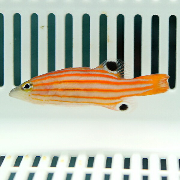オレンジストライプバスレット 6-7cm± !海水魚 生体 15時までのご注文で当日発送(t120