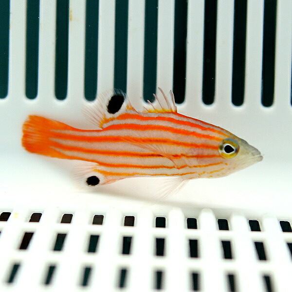 オレンジストライプバスレット 6-7cm± !海水魚 生体 15時までのご注文で当日発送(t120