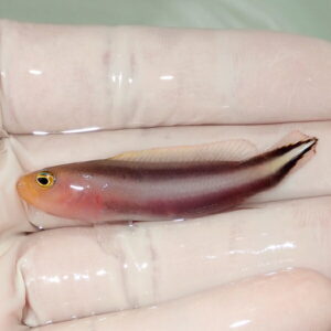 Small pinkish fish with a yellow eye lying on a gloved finger.