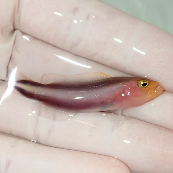 【現物2】ダブルストライプドティーバック 5cm± !海水魚 生体 15時までのご注文で当日発送(t120(t207