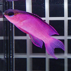 Purple-pink aquarium fish swimming past a gray grid backdrop, visible fins and large eye.