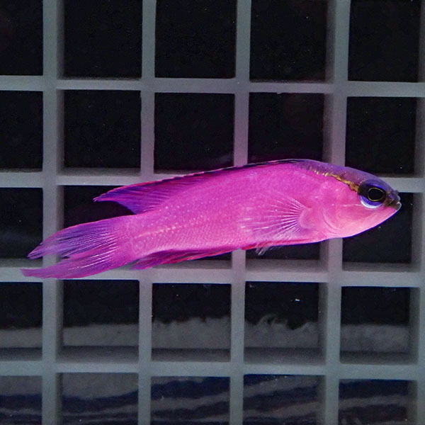 【現物1】ブラックキャップバスレット 5.5cm± カリブ産!海水魚 生体 15時までのご注文で当日発送(t120