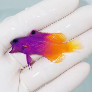 Small purple and orange tropical fish held between gloved fingers in a pet-handling context.