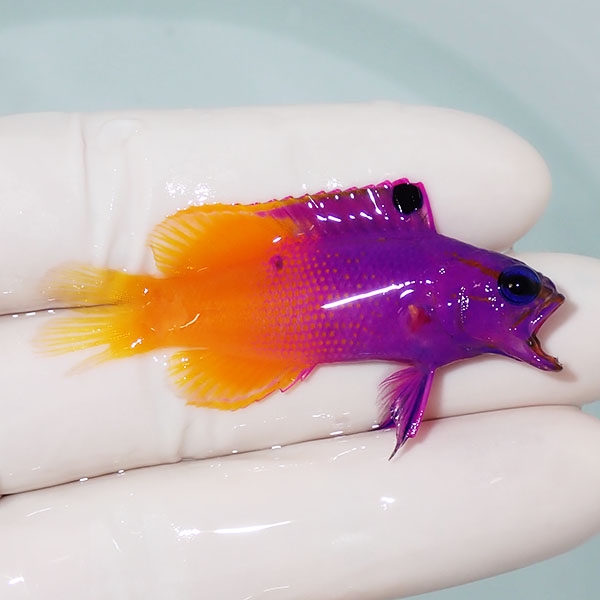 【現物】尾びれ欠け ロイヤルグラマ 5.5cm± !海水魚 生体 15時までのご注文で当日発送(t120(t207