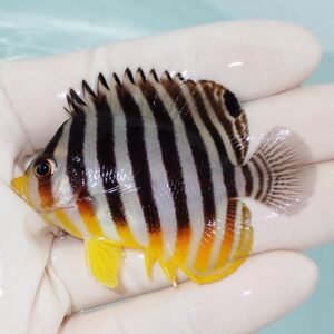 Small tropical fish with bold black and white vertical stripes, yellow fins, and an orange face, held in a gloved hand.