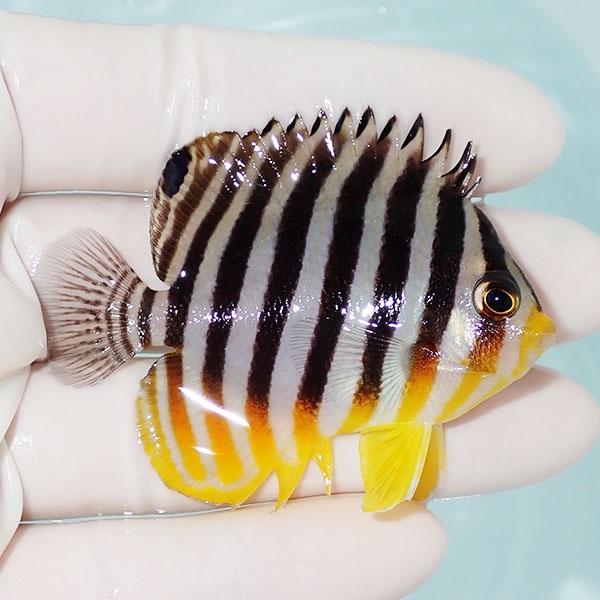 【現物31】シマヤッコ 6.5cm±! 海水魚 生体 15時までのご注文で当日発送(t111(t207