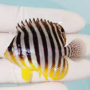 Small tropical fish with bold black vertical stripes, white body, and yellow fins held between gloved fingers.