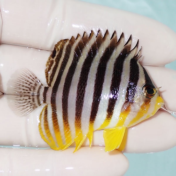 【現物32】シマヤッコ 5.7cm±! 海水魚 生体 15時までのご注文で当日発送(t111(t207