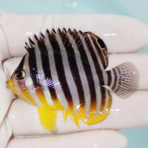 Small tropical fish with bold black-and-white vertical stripes and yellow fins being held in a gloved hand.