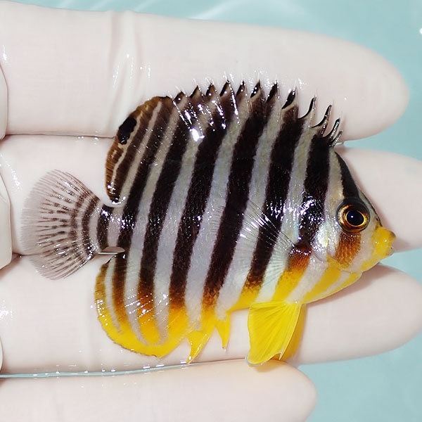 【現物33】シマヤッコ 6cm±! 海水魚 生体 15時までのご注文で当日発送(t111(t207