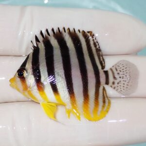 Small tropical fish with black vertical stripes and yellow fins held by a gloved hand in a tank setting.