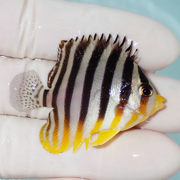 【現物34】シマヤッコ 4.8cm±! 海水魚 生体 15時までのご注文で当日発送(t111(t207