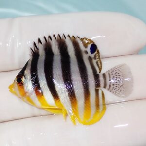 Small tropical fish with bold black vertical stripes, pale body, and bright yellow fins resting on a gloved hand.