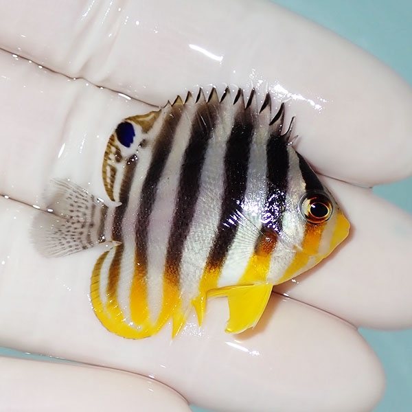 【現物35】シマヤッコ 4cm±! 海水魚 生体 15時までのご注文で当日発送(t111(t207