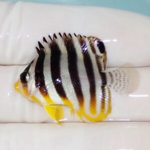 Small striped tropical fish with black vertical stripes and yellow fins, held against a white background hjelped by a gloved hand.