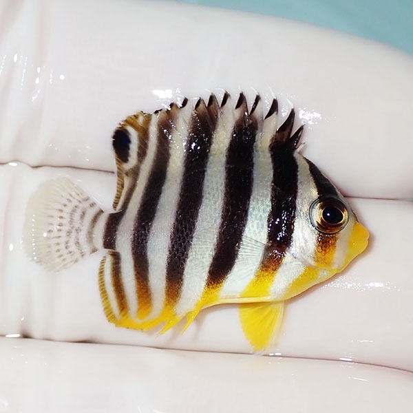 【現物36】シマヤッコ 3.5cm±! 海水魚 生体 15時までのご注文で当日発送(t111(t207