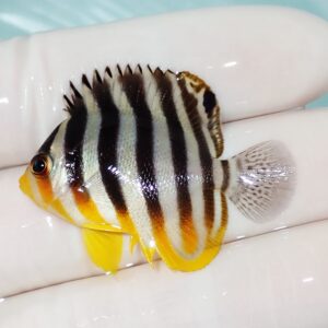 Small tropical fish with black and white vertical stripes and yellow fins held on a gloved hand, swimming in clear water edge.