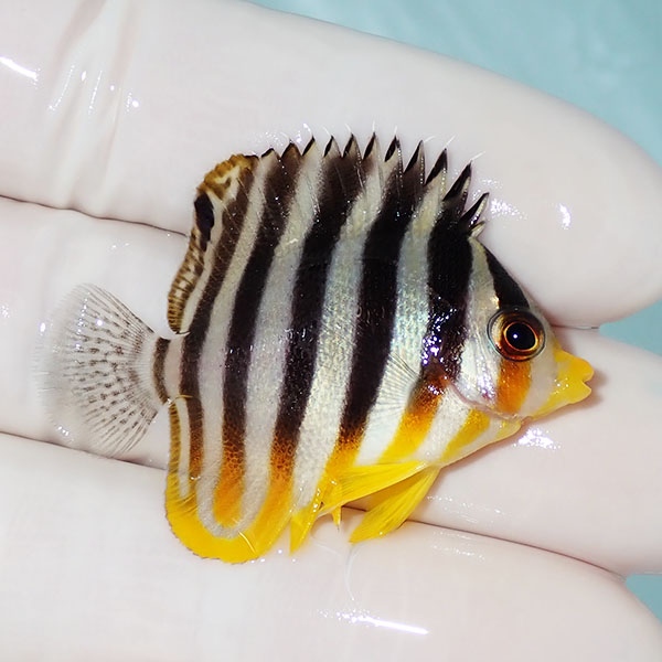 【現物37】シマヤッコ 4cm±! 海水魚 生体 15時までのご注文で当日発送(t111(t207